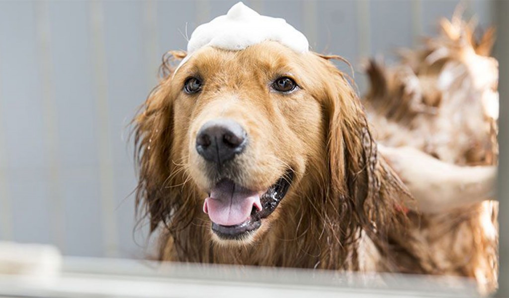 Tắm rửa thường xuyên để trị ve chó