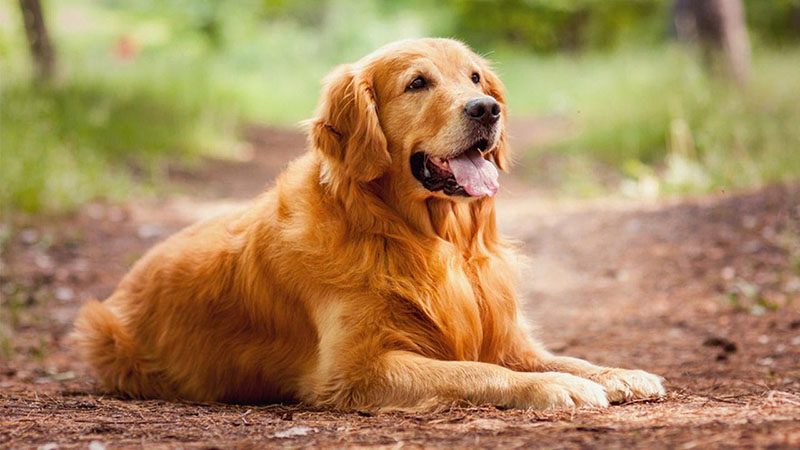 6 cách trị ve chó tại nhà đơn giản và hiệu quả