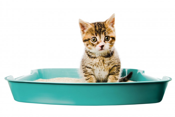 Cát vệ sinh cho mèo dùng được bao lâu? Nên chọn loại nào?
