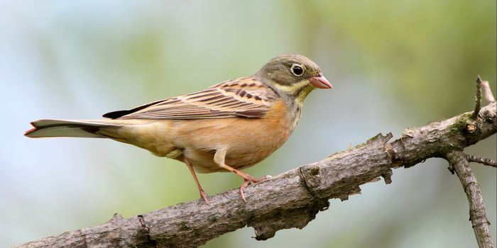 Cám chim - thức ăn chim hoạ mi - gói 100gr (hanpet 221) - cám dành cho chim  cảnh
