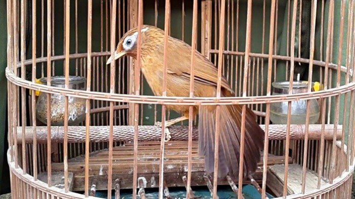 Cám Chim Họa Mi Khánh An (gói 100gr) - Dành cho chim