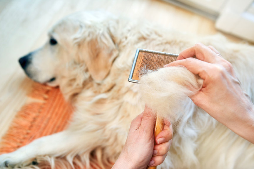Chó bị rụng lông - 5 nguyên nhân và cách phòng tránh