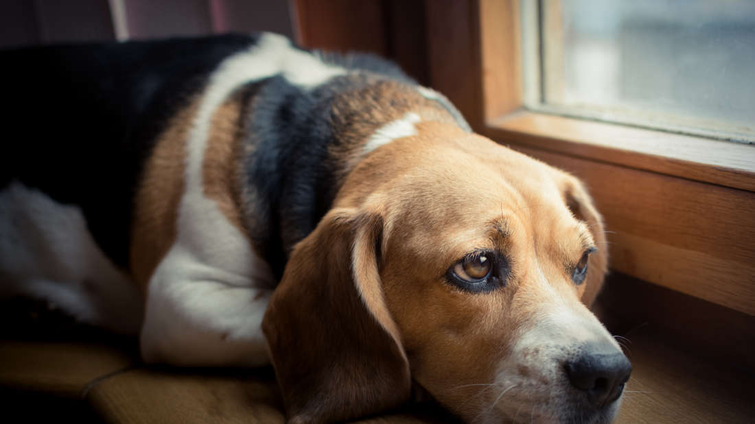 Chó bị thiếu canxi - Nguyên nhân, biểu hiện và Cách chữa trị