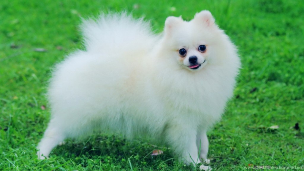 Chó Pomeranian Nhật Bản rất thông minh và xinh đẹp