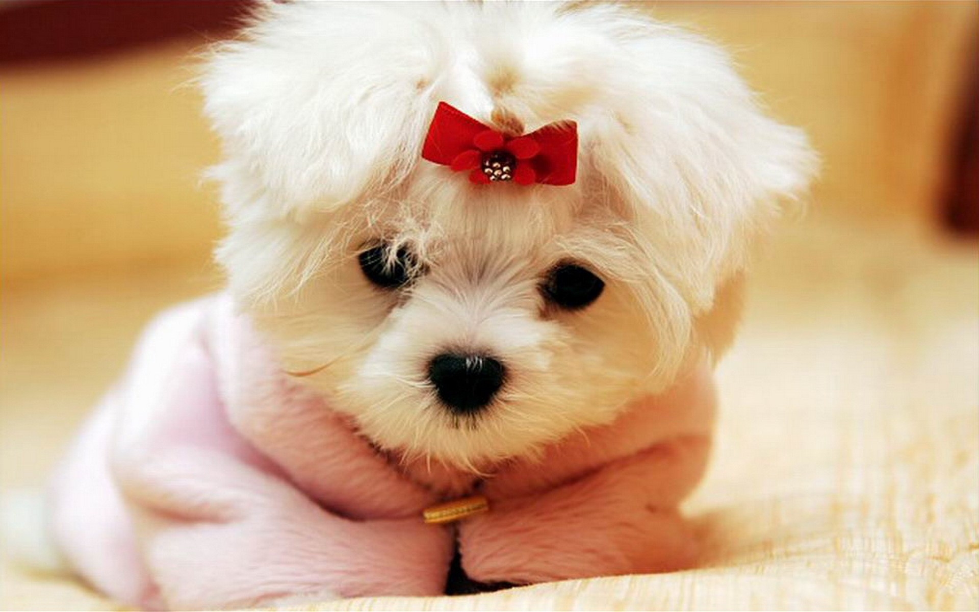 Cute Animal Wallpapers For Desktop Background Full Screen Yorkie for Cute  Dog Background -