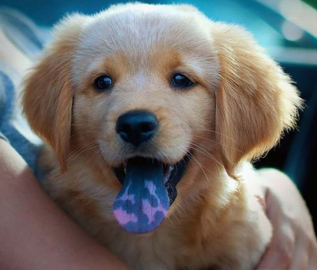 Chó có đốm lưỡi: Lưu ý tới những chú chó đáng yêu này có đốm lưỡi độc đáo! Hãy cùng xem những hình ảnh tuyệt đẹp của chúng và khám phá đặc điểm độc đáo này hoàn toàn tự nhiên!