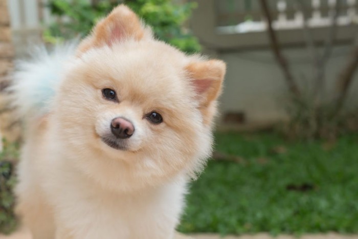 pomeranian small dog cute pets friendly in home question face
