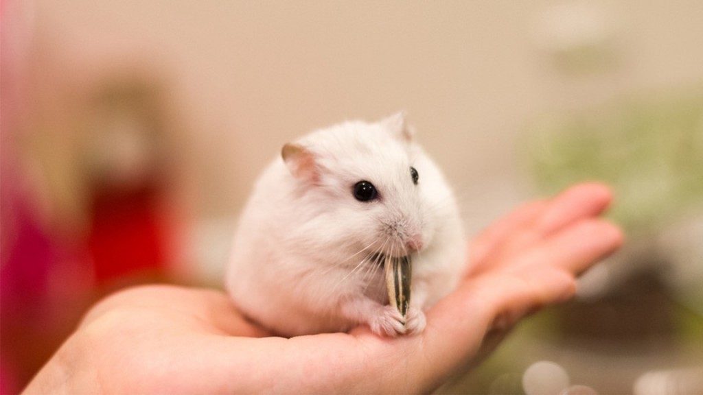Chuột Hamster Winter White Siêu Đẹp Cực Cute NEW 2023