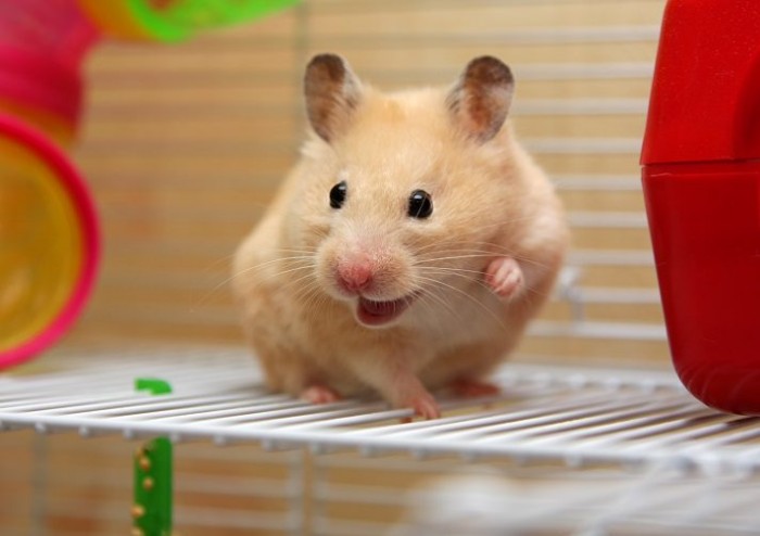 A cream colored hamster with its mouth open in its cage