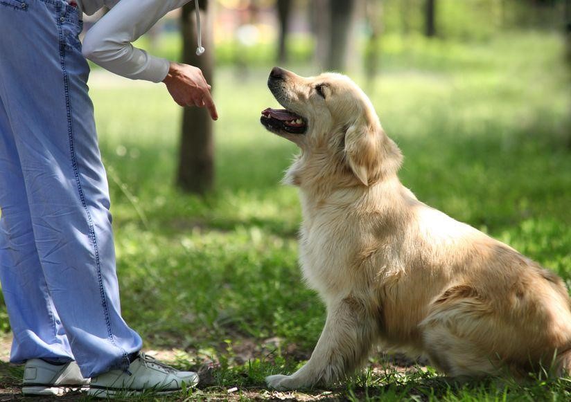Cách dạy chó hư nghe lời. Một số cách huấn luyện chó đơn giản