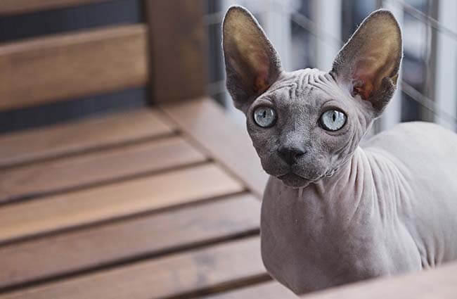 Mèo Ai Cập - Giống mèo không lông kỳ lạ nhất thế giới