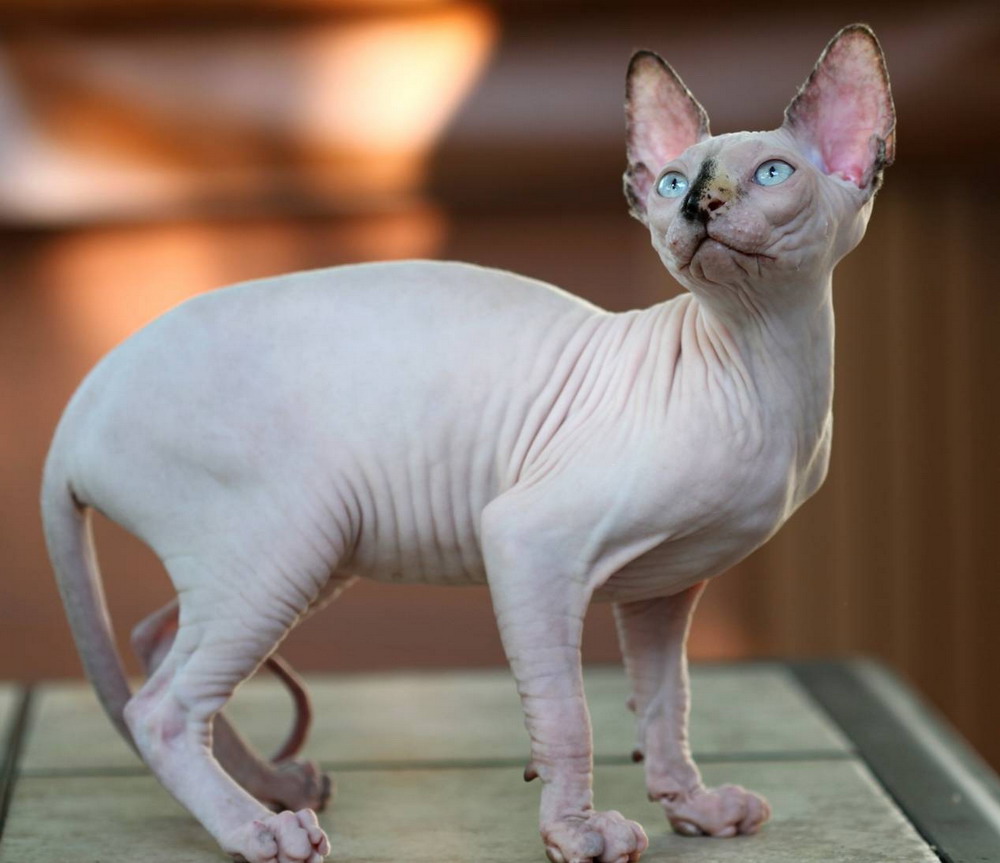Giá mèo Ai Cập Sphynx - Giống mèo không lông kỳ lạ nhất thế giới