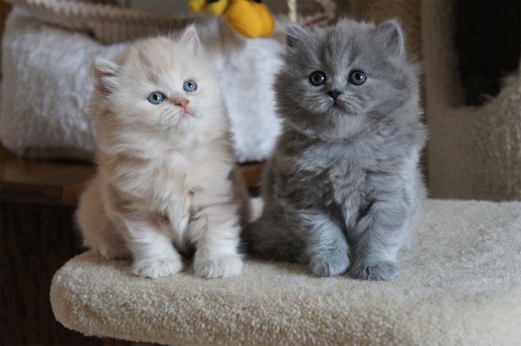 Long Hair Russian Blue Cat - Cat Breeds Encyclopedia - wide 2