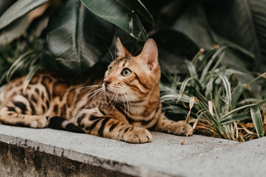 Mèo Bengal còn có tên gọi thân thuộc là mèo vằn hổ bởi bộ lông đặc biệt
