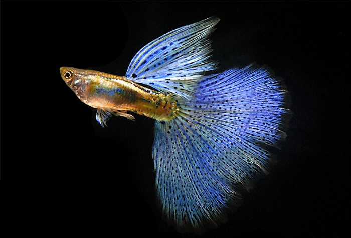 Cá 7 màu nên nuôi chung với các loại cá nào  Men vi sinh cho cá KOIKA