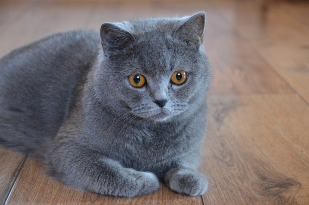Mèo Anh lông ngắn khi được nhập về Việt Nam có giá bán tương đối cao