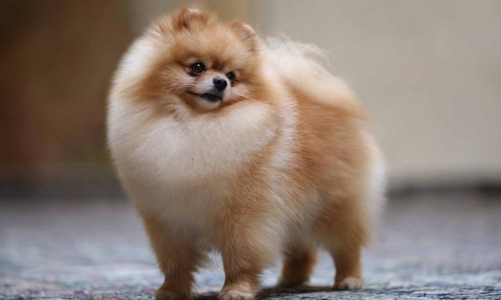 Pomeranians không chỉ xinh đẹp mà còn rất thông minh