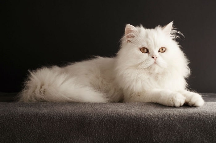 Mèo Ba Tư giá bao nhiêu? Cập nhật bảng giá mới nhất 2019