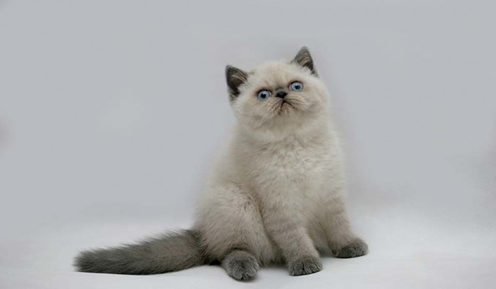 Học ngay cách nuôi mèo Ba Tư lông ngắn khỏe mạnh, hoạt bát