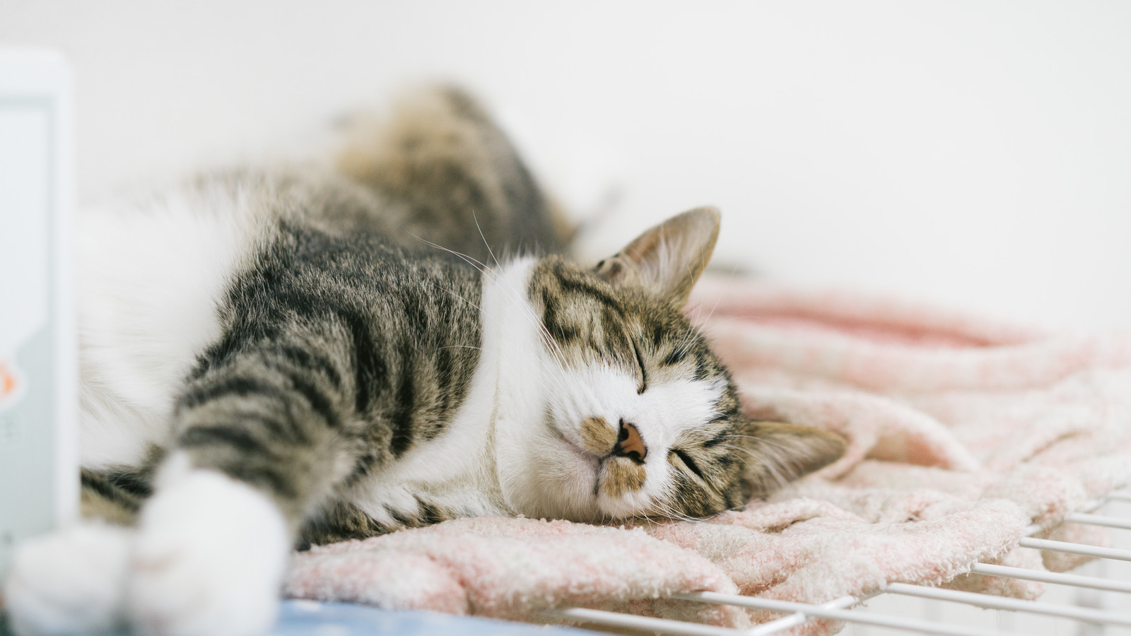 Cách chăm sóc và điều trị viêm mắt ở mèo?
