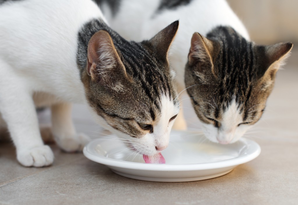 Hai con mèo đang uống sữa từ một cái bát.