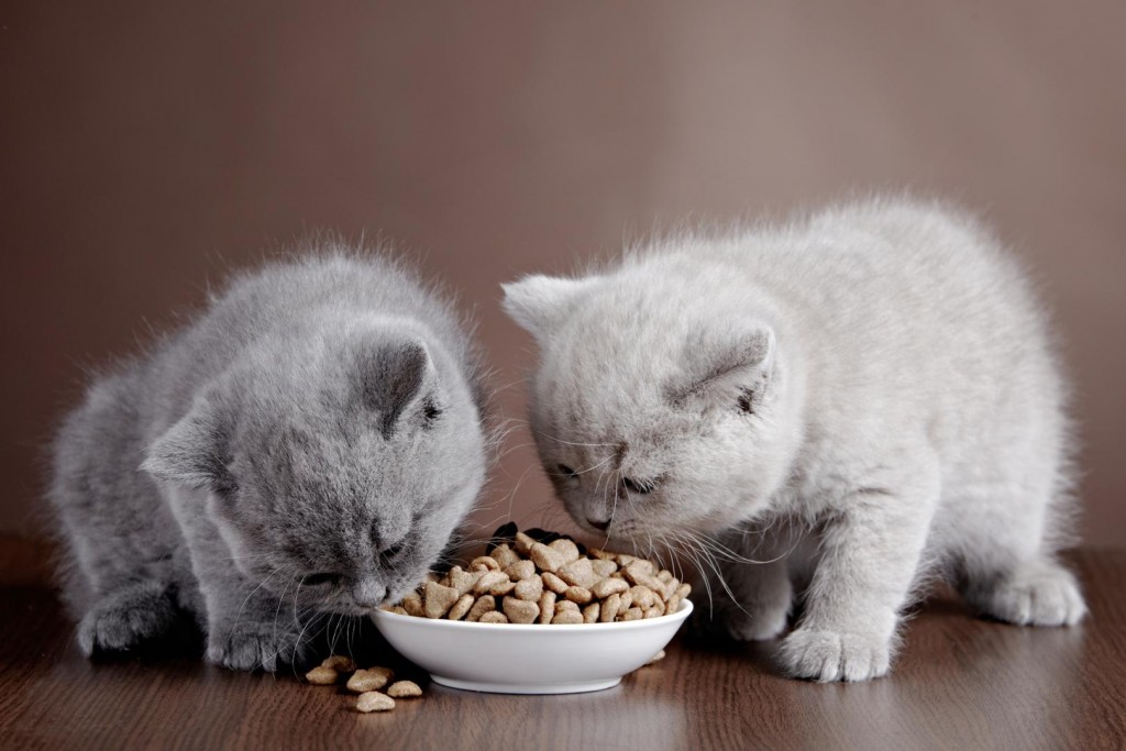 Giải đáp từ A – Z thắc mắc về mèo con ăn gì theo từng giai đoạn