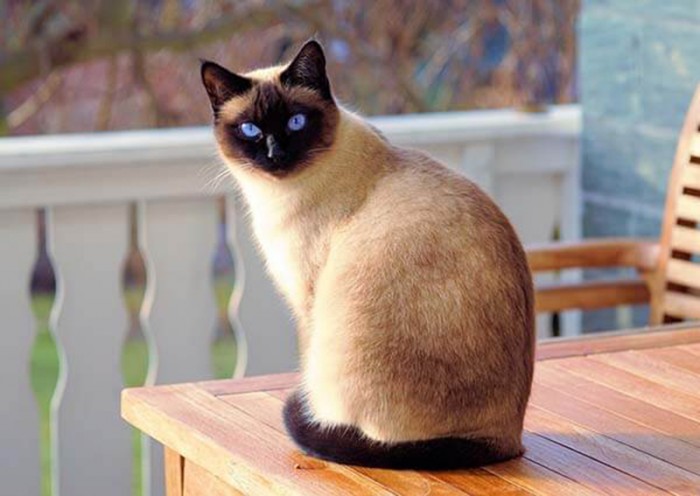 Mèo Xiêm giá bao nhiêu? Các giống mèo Xiêm lai phổ biến hiện nay