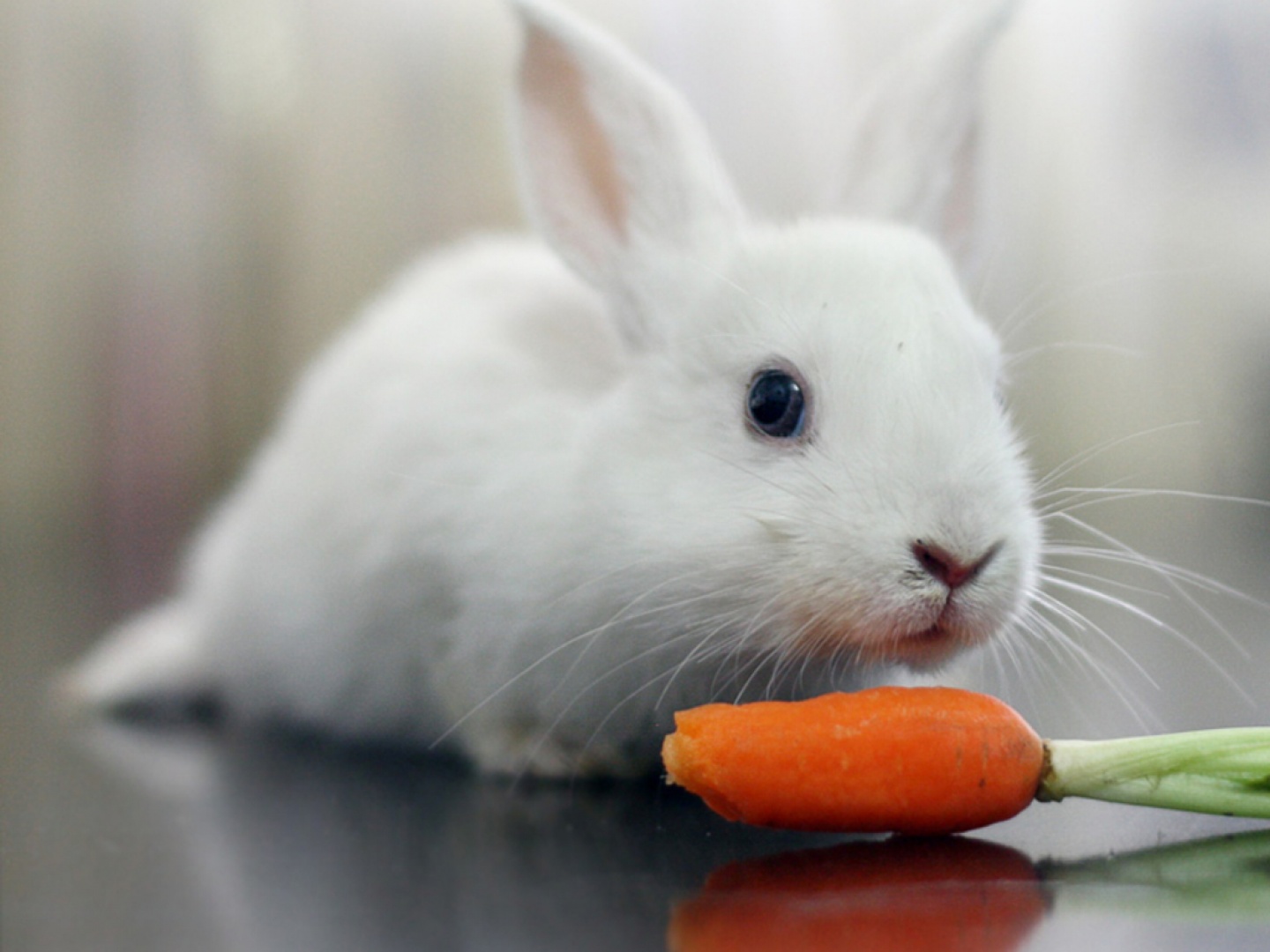 Thỏ con ăn gì mau lớn? Cách phòng bệnh để thỏ luôn khỏe mạnh
