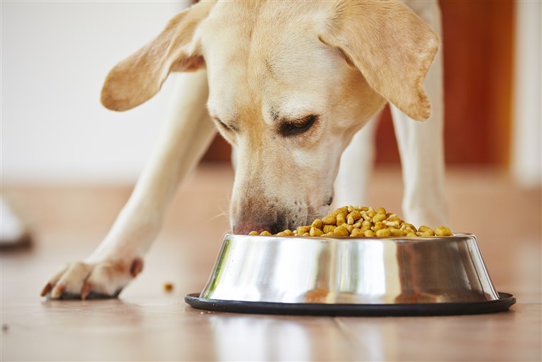 Các loại thức ăn cho chó. Thức ăn khô cho chó loại nào tốt?