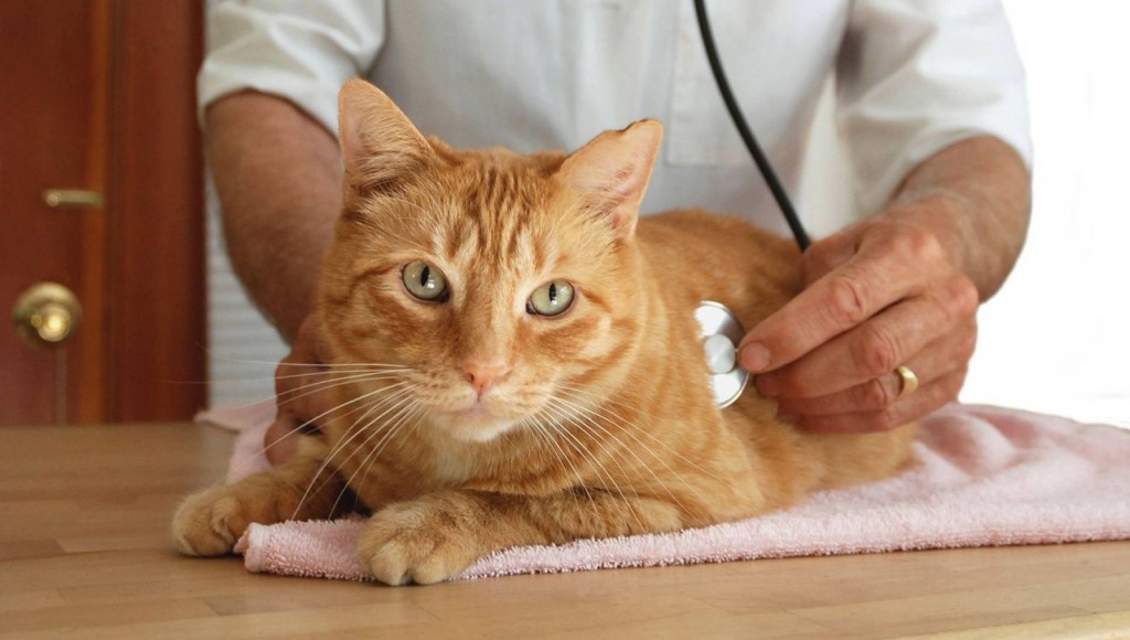 Để tăng tuổi thọ cho mèo, nên khám sức khỏe định kỳ
