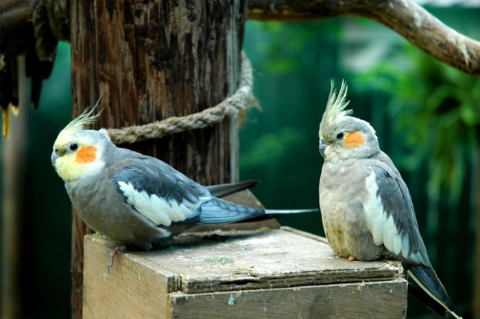 Vẹt Úc Blue Eyed Cockatoo-Trang Trại Vườn Chim Việt