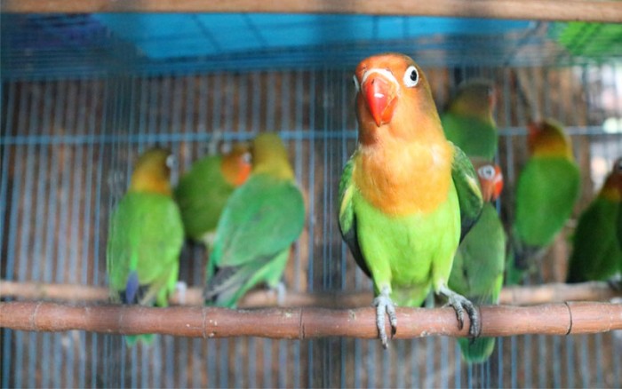 Vẹt Lovebird – Cách nuôi, nguồn gốc và đặc điểm