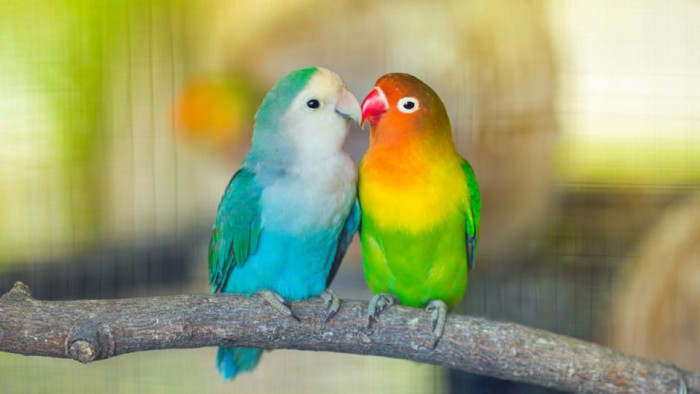 Chim vẹt xanh giá bao nhiêu? 5 điều cần lưu ý khi nuôi vẹt - Pet Me Shop
