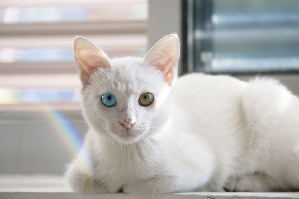 Bạn có biết mèo cũng có thể có mắt 2 màu rất đẹp và độc đáo không? Hãy xem ngay hình ảnh này để tìm hiểu thêm về loài vật dễ thương này!