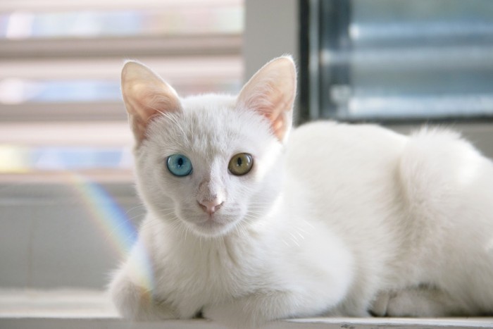 Các loại mèo mắt 2 màu. Mèo mắt 2 màu giá bao nhiêu?