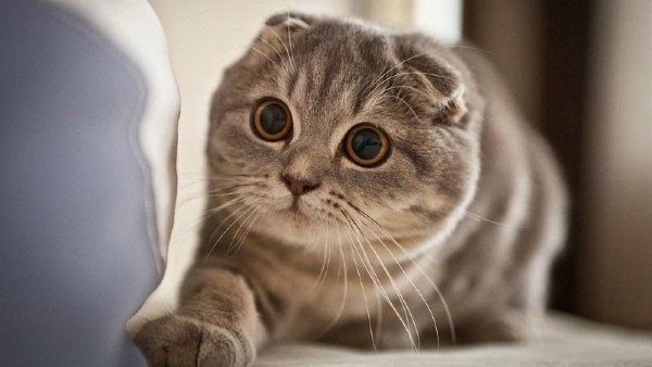 Nguồn gốc mèo Scottish Fold tai cụp