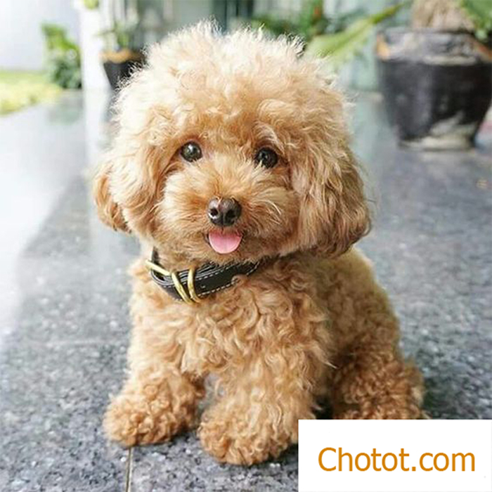 Poodle có bộ lông dài nhưng ít rộng nên thích hợp nuôi ở nhà