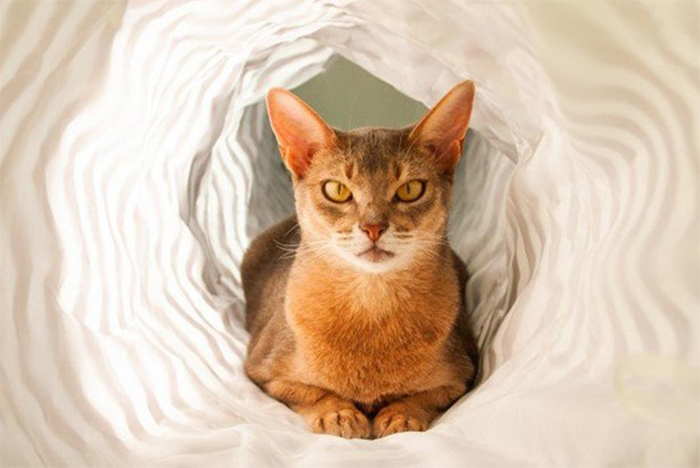 Mèo Xiêm là giống mèo thông minh có nguồn gốc từ Thái Lan