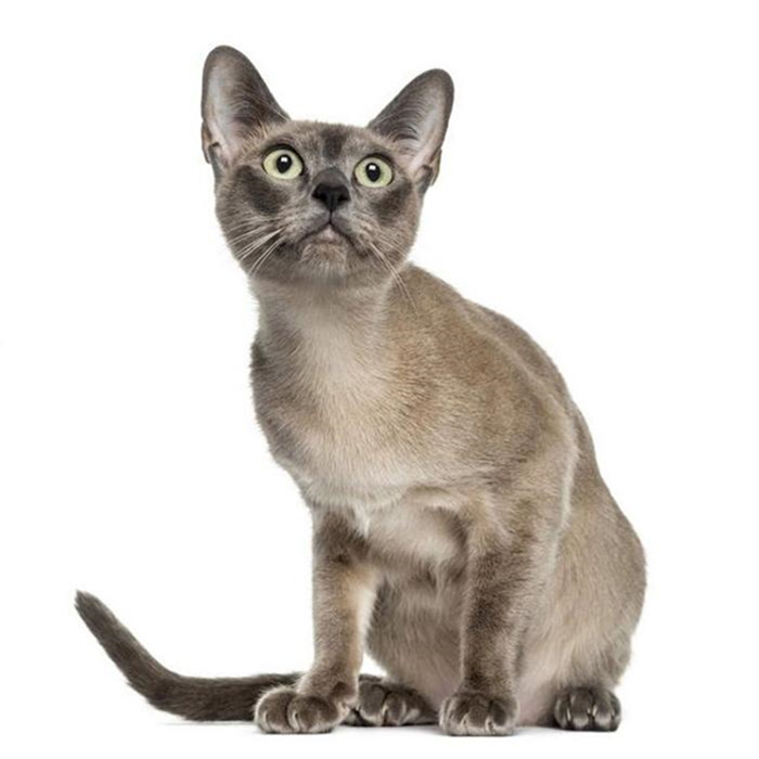 Mèo Tonkin là mèo lai giữa mèo Xiêm và mèo Miến Điện