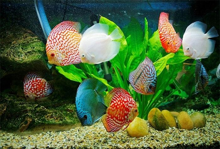Cá Dĩa đa dạng màu sắc, tuyệt đẹp được nuôi trong bể