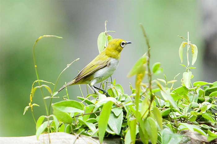 Chim Vành Khuyên – Cách nuôi, nguồn gốc và đặc điểm