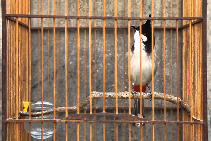 Những đặc điểm của chim chào mào bạn phải biết trước khi nuôi | Diễn Đàn  Chim Cảnh Việt Nam