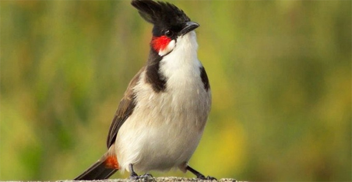 Loài chim “đo đuôi tính tiền”, có cặp lên đến 400 triệu đồng