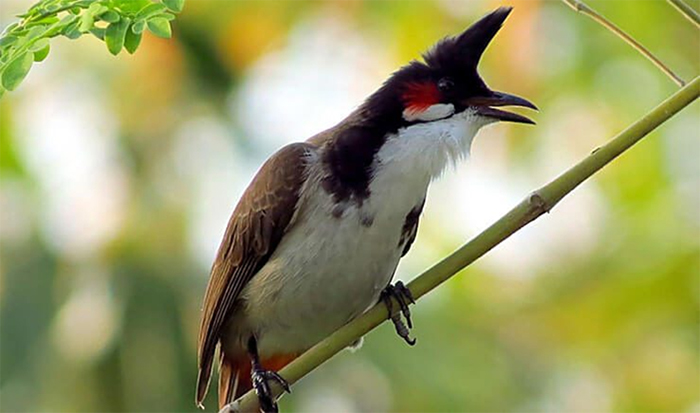 Các loại mồi tươi cho chim cảnh và cách bảo quản chi tiết