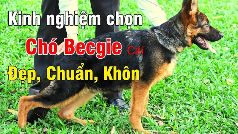 Chọn một chú chó Becgie khỏe mạnh và sinh sản tốt rất quan trọng trong quá trình nuôi dạy chúng. Chúng tôi cam kết sẽ cung cấp cho bạn các chú chó Becgie tốt nhất, giúp chúng phát triển được sức khỏe và khả năng sinh sản tốt nhất.