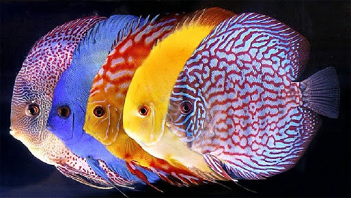 Cá đĩa có màu sắc đẹp và hấp dẫn