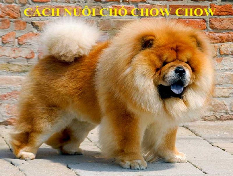 Cách nuôi chó Chow Chow: chăm sóc, dinh dưỡng, huấn luyện