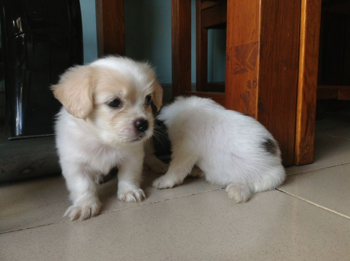 Nên chọn phòng trọ thoáng khí, đủ rộng để ở và tiện nuôi chó Nên chọn phòng trọ thoáng khí, đủ rộng để ở và tiện nuôi chó