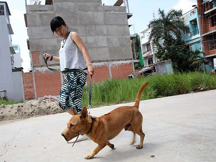 Với chó dữ khi ra ngoài nên rọ mõm để tránh ảnh hưởng đến người khác Với chó dữ khi ra ngoài nên rọ mõm để tránh ảnh hưởng đến người khác