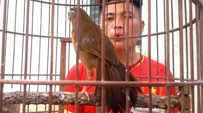 NHẬN QUÀ KHI MUA ĐƠN 99K] Cám Hiển Bảo Khánh Họa Mi Căng Lửa (Số 2) 200g -  Thức Ăn Chim Cao Cấp [HIỂN MI 2] | Shopee Việt Nam